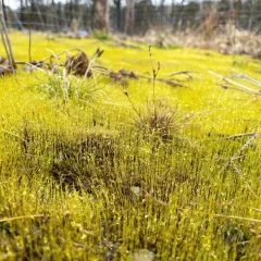 Bonfire moss thumbnail 4