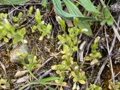 Dwarf Mouse-ear thumbnail 4