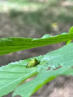 Stictocephala brevitylus thumbnail 3