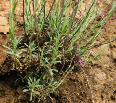 Koehler's rockcress thumbnail 3