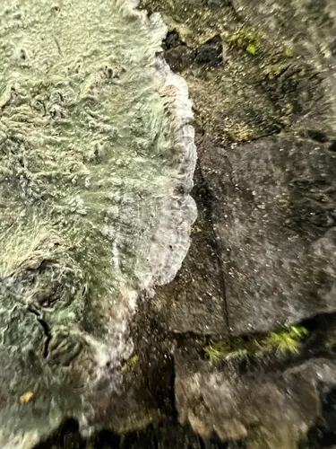 Ragged Wart Lichen