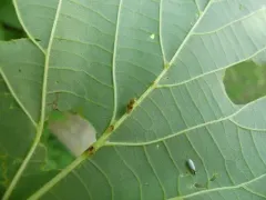 Cherry Leafhopper thumbnail 2