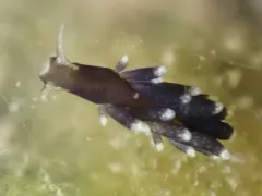 Dusky Sea Slug thumbnail 2