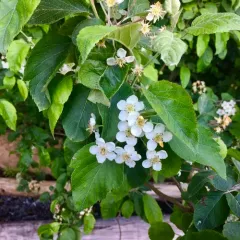 Pacific Crab Apple thumbnail 2