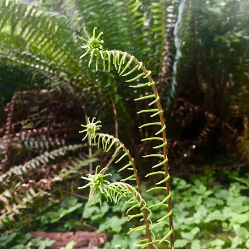 deer fern