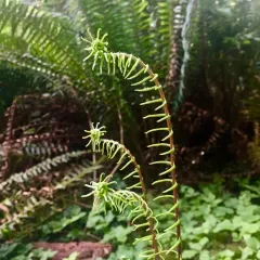 deer fern thumbnail 1
