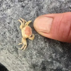Yellow Shore Crab thumbnail 1