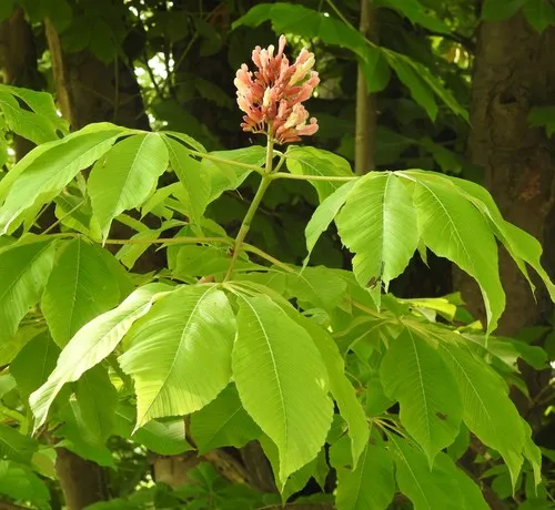 painted buckeye