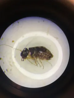 Propsocus pulchripennis thumbnail 2