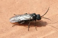 Shining Griever thumbnail 2