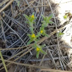 Opposite-leaved Tarweed thumbnail 1