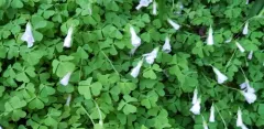 Pale pink-sorrel thumbnail 4