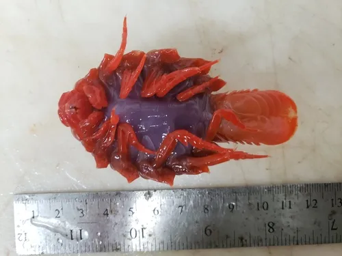 Anuropus panteni