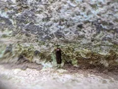 Apple Wood Stainer thumbnail 1