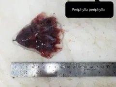 Helmet Jelly thumbnail 2