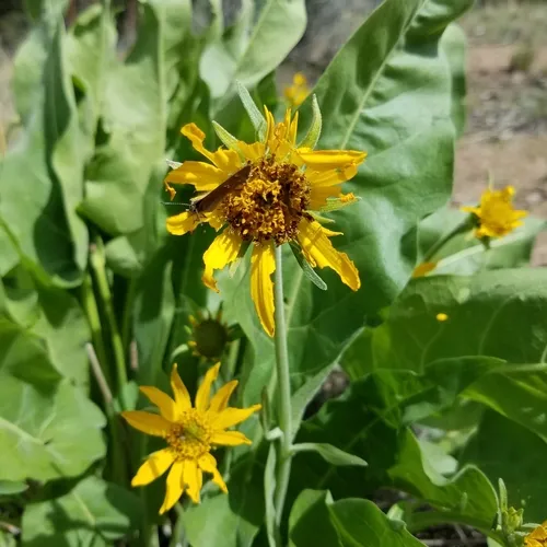 arrowleaf balsamroot