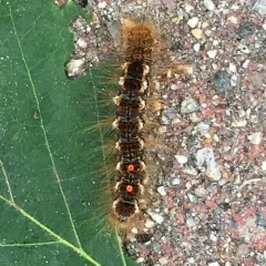 Brown-tail Moth thumbnail 2