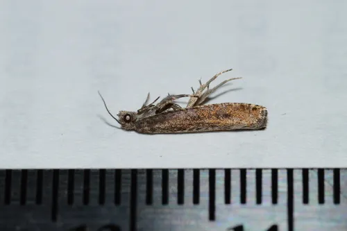 Pale Apple Leafroller Moth