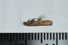 Pale Apple Leafroller Moth thumbnail 1