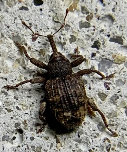Oak Curculio