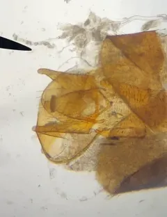 Cymbiodyta vindicata thumbnail 4