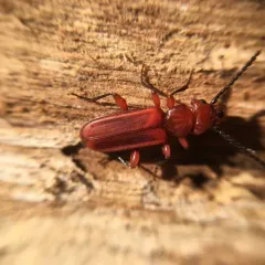 Red Flat Bark Beetle thumbnail 3