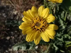 Rosy Balsamroot thumbnail 1