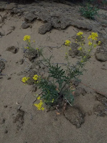 Threadstalk Tansymustard
