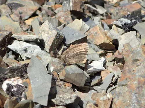 Scree Alpine