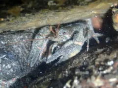 Snake River Pilose Crayfish thumbnail 3