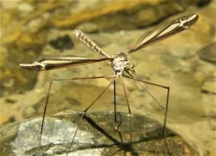 Tipula noveboracensis thumbnail 3
