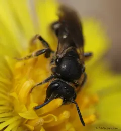 Lasioglossum cinctipes thumbnail 2