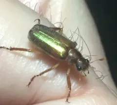Lined Chafer thumbnail 2