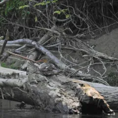 Red-breasted Merganser thumbnail 2