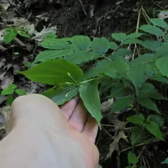 yellow fairybells thumbnail 1
