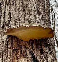 Cracked Cap Polypore thumbnail 3