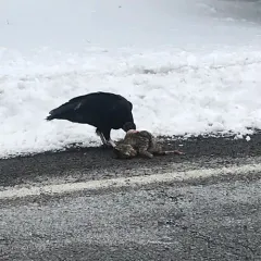 Black Vulture thumbnail 2