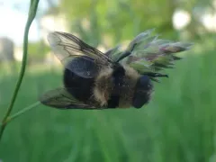 Cephenemyia phobifer thumbnail 1