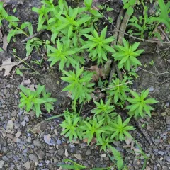 ditch stonecrop thumbnail 3