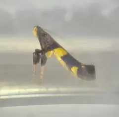 Caloptilia canadensisella thumbnail 4