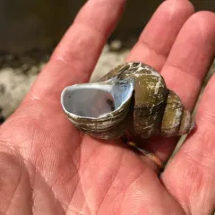 Chinese Mystery Snail thumbnail 2
