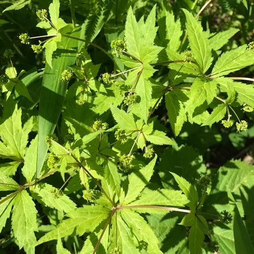 Clustered Sanicle