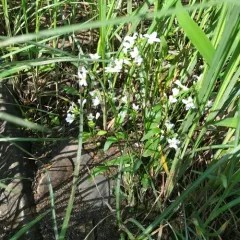 bulbous cress thumbnail 3