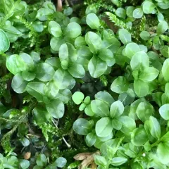Dotted Thyme-moss thumbnail 2