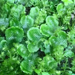 Snakewort thumbnail 2