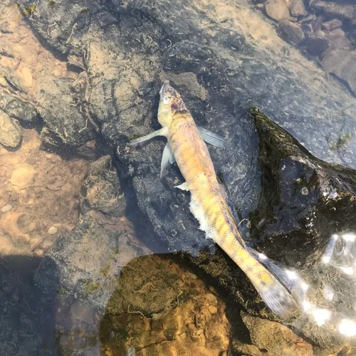 Common Logperch
