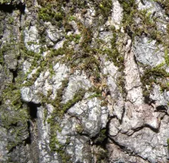 Train Track Moss thumbnail 2
