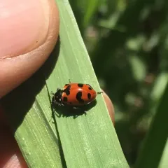 Casey's Lady Beetle thumbnail 1