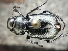 Calosoma cancellatum thumbnail 3