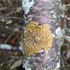 Abraded Camouflage Lichen thumbnail 4